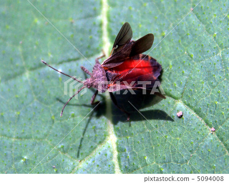 Hojoki bug 5094008