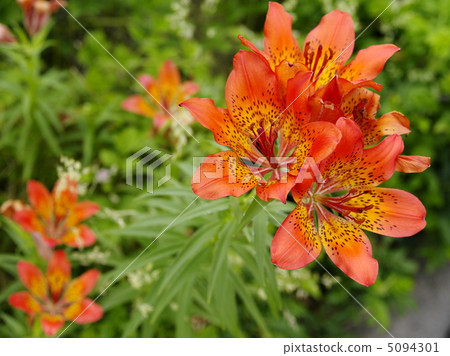 Ezosukasyuri of Watca 5094301