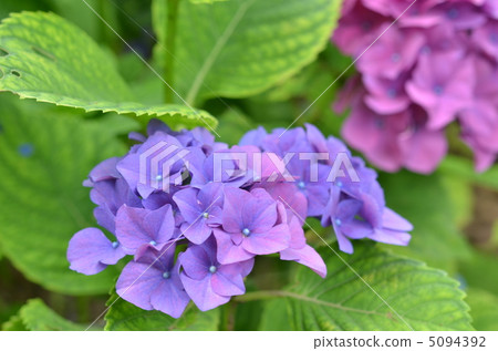 Hydrangea flower 5094392