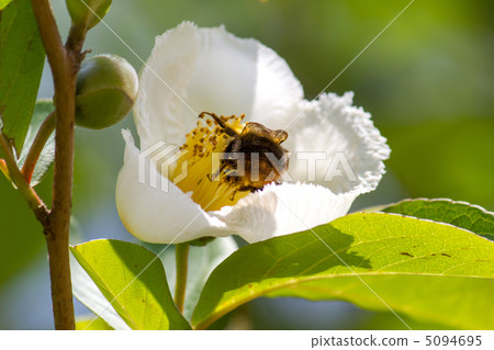Summer Camellia Summer Camellia 5094695