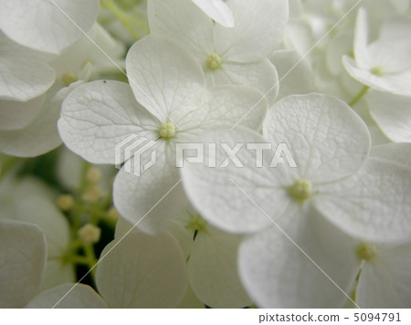 Hydrangea (hydrangea) flower language: a dedicated affection Hydrangea 5094791