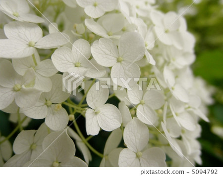 Hydrangea (hydrangea) flower language: a dedicated affection Hydrangea 5094792