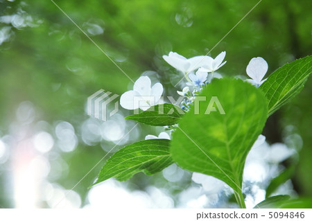 hydrangea hydrangea 5094846