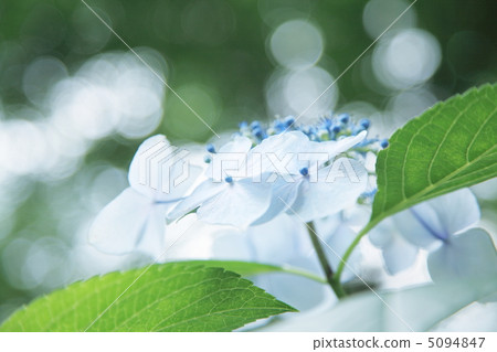 hydrangea hydrangea 5094847