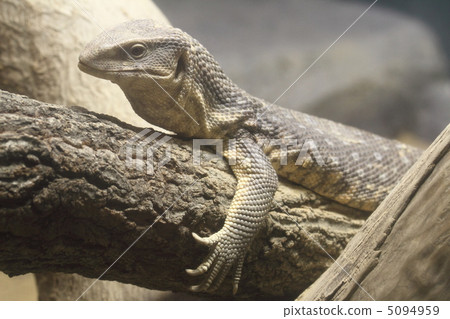 Savanna lizard Savanna lizard 5094959