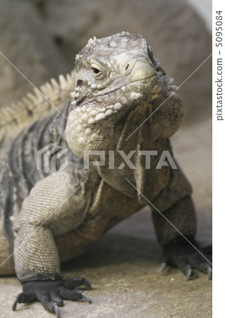 Cayman Iwa Iguana Cayman Iwa Iguana 5095084