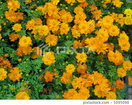 Cosmos Cosmos 5095098