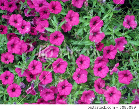 Super Tunia 5095099