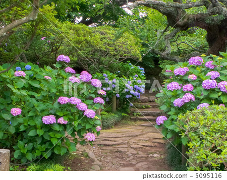 繡球花(側切) 繡球花(側切) 5095116