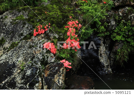 Rock of Atsugawa River Azalea 5095121