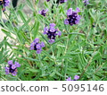 lavender 5095146