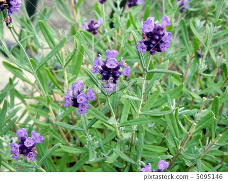 lavender lavender 5095146