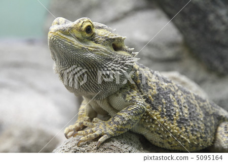 Hoop bearded lizard Hoop bearded lizard 5095164