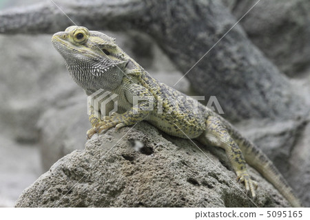 Hoop bearded lizard 5095165