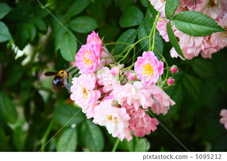 玫瑰和熊 玫瑰和熊 5095212