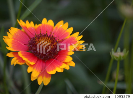 Gaillardia Gaillardia 5095279