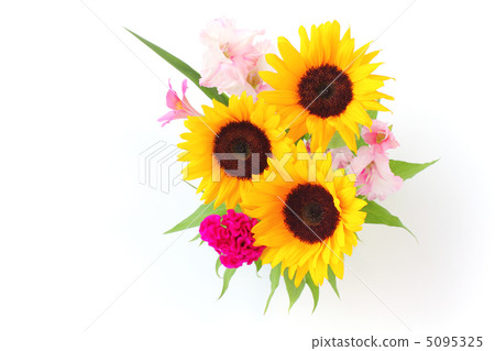 向日葵和唐菖蒲和katewow(側身)的安排 向日葵和唐菖蒲和katewow(側身)的安排 5095325