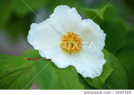 Summer Camellia Summer Camellia 5095389
