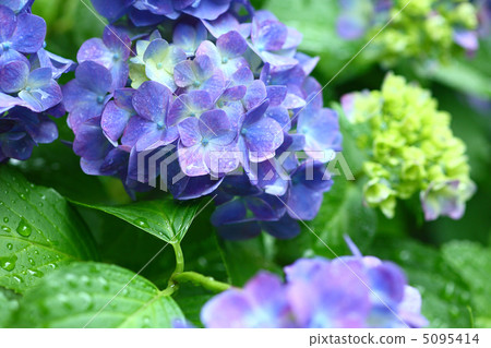 Hydrangeas blooming in rain Hydrangeas blooming in rain 5095414