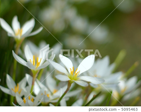 Zephyrinus(白色):Balled beads Zephyrinus(白色):Balled beads 5095463