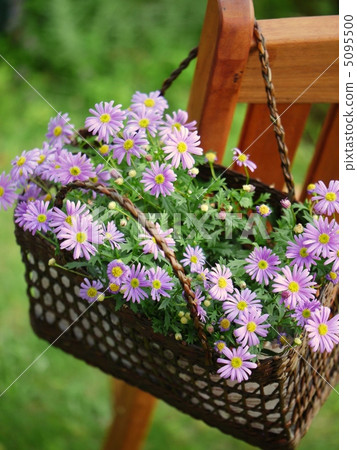 Brahikam的吊籃 Brahikam的吊籃 5095500