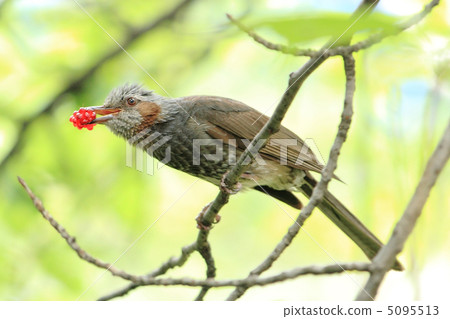 球莖 球莖 5095513