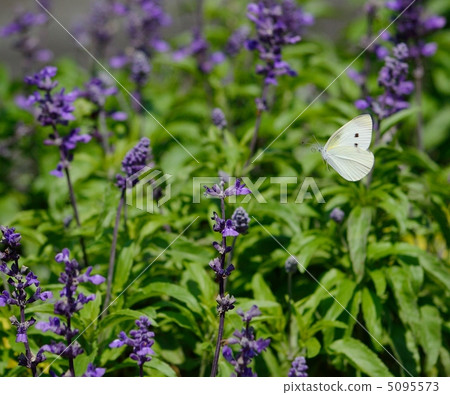 Monsieur flying in search of honey of Salvia 5095573