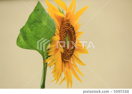 向日葵 向日葵 5095588