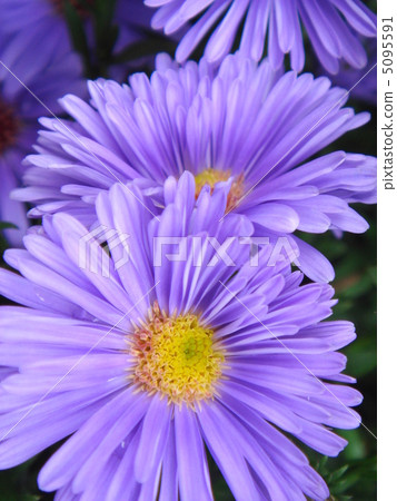 Yuzengiku：Yuzen chrysanthemum 5095591