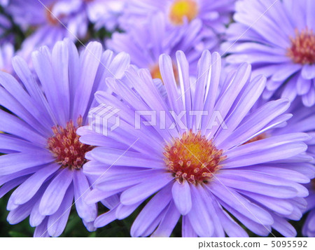 雨後雨月雨：Yuzen菊花 5095592