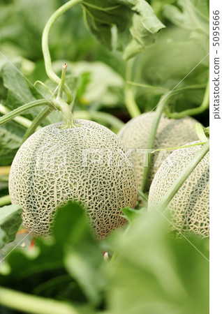 melon 5095666