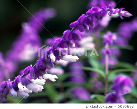 Salvia·Leucansa(紫水晶鼠尾草) Salvia·Leucansa(紫水晶鼠尾草) 5095692