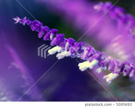 Salvia · Leucansa (Amethyst Sage) Salvia · Leucansa (Amethyst Sage) 5095693