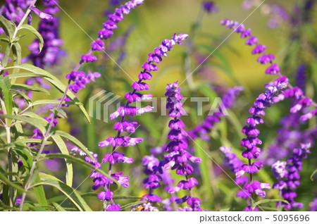 Salvia · Leucansa (Amethyst Sage) 5095696