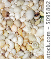 Seashell Background 5095802