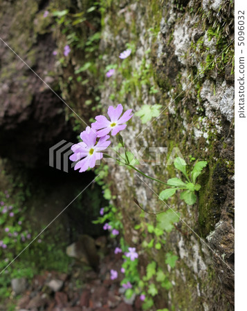日光市，栃木縣西城市落基地和Koushin Kozakura在碼頭上盛開 5096032