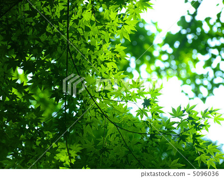 藍楓 藍楓 5096036