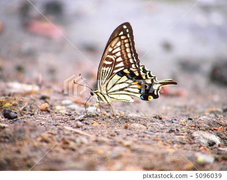 孤獨的蝴蝶 孤獨的蝴蝶 5096039