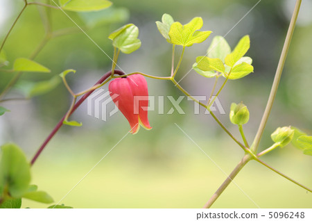 Clematis soba 5096248