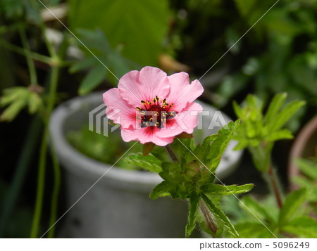 Mountain strawberry flowers 5096249