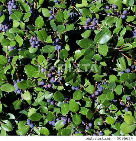 blueberries on a background of green leaves blueberries on a background of green leaves 5096624