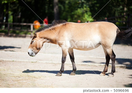Przewalski's horse at the zoo 5096696