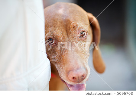 portrait of a Hungarian pointer dog 5096708