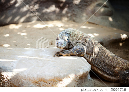 big lizard dragon at the zoo big lizard dragon at the zoo 5096716