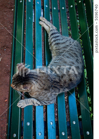 portrait of a street cat outdoor 5096740