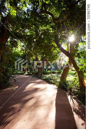 avenue of tropical trees and sun 5096746