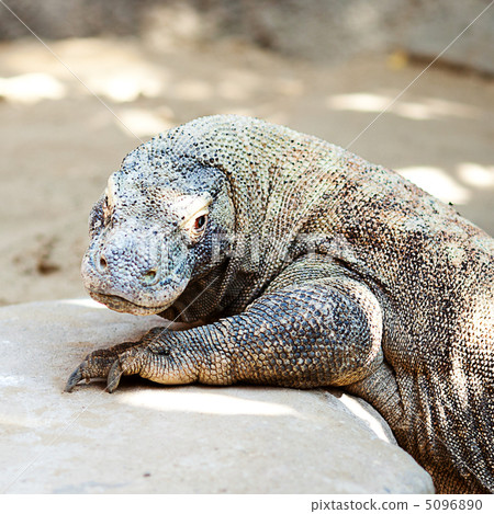 big lizard dragon at the zoo 5096890