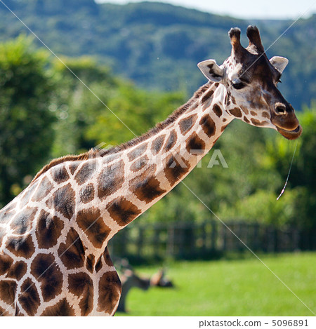 giraffes in the zoo safari park 5096891