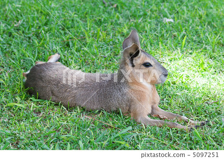 Patagonian mara lying on the green grass 5097251