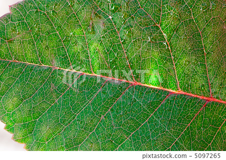 close-up of green leaf with water drops 5097265